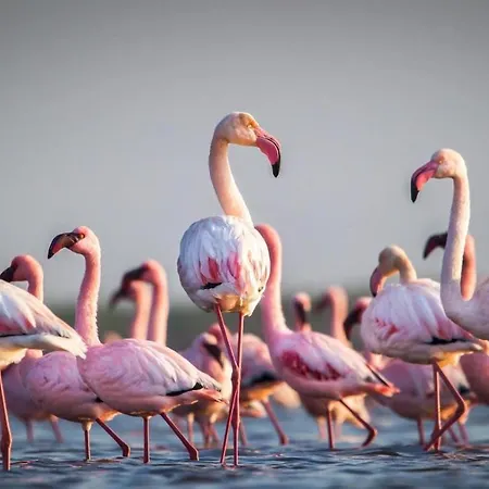 Flamingo's House Apartment *